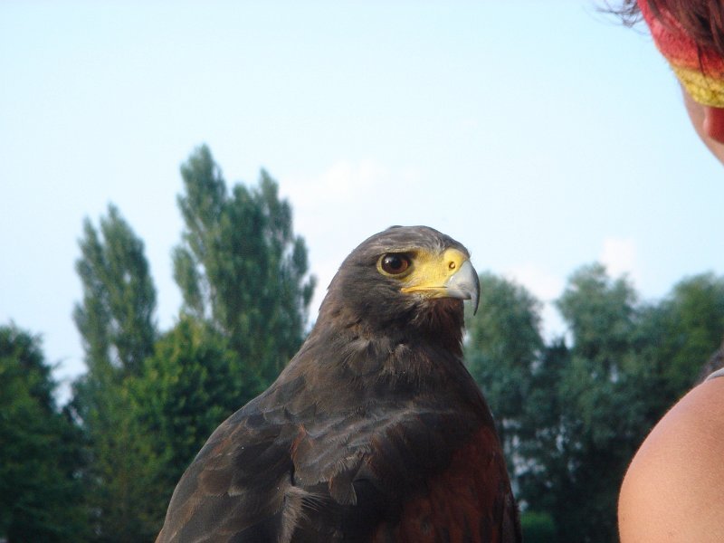 dc-2008-0182 roofvogelshow (30-07-2008)